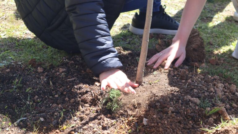 • Lages Verde, Lages Viva inicia plantio no Orion Parque com previsão de cerca de 60 árvores